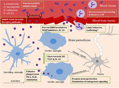 The Role of Microglia in Bacterial Meningitis: Inflammatory Response, Experimental Models and New Neuroprotective Therapeutic Strategies